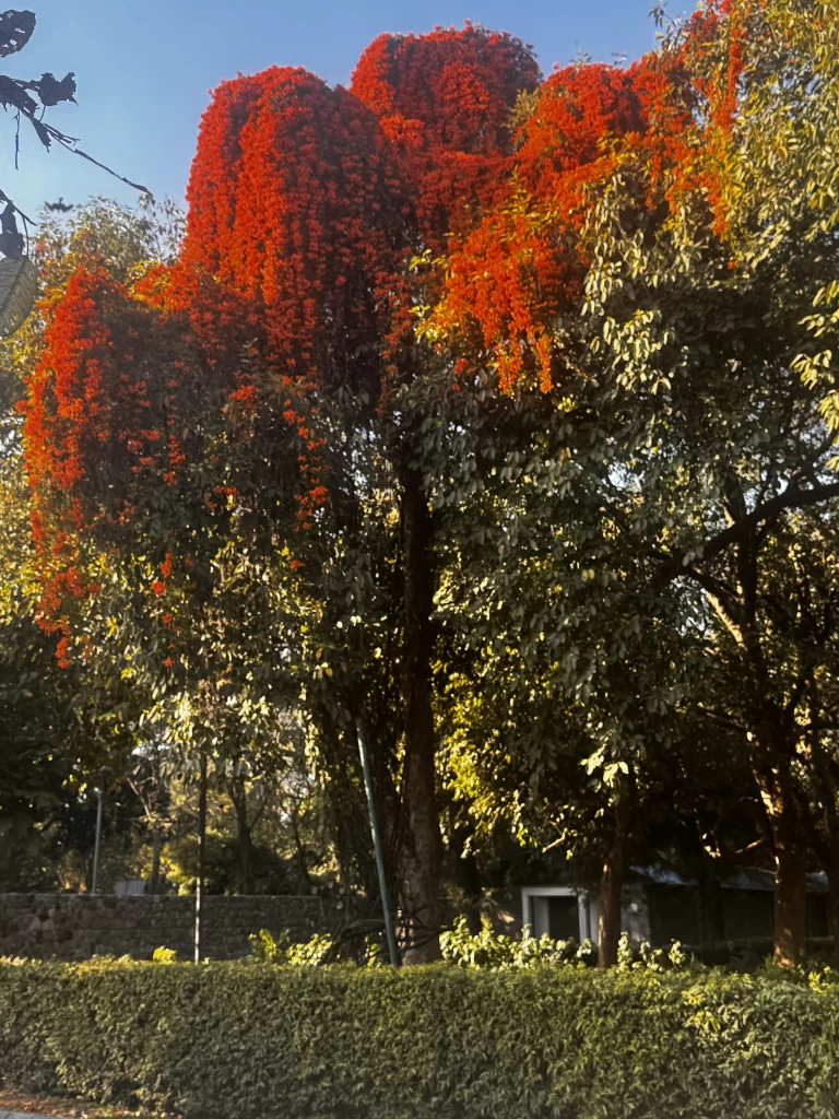 sunder nursery inside view