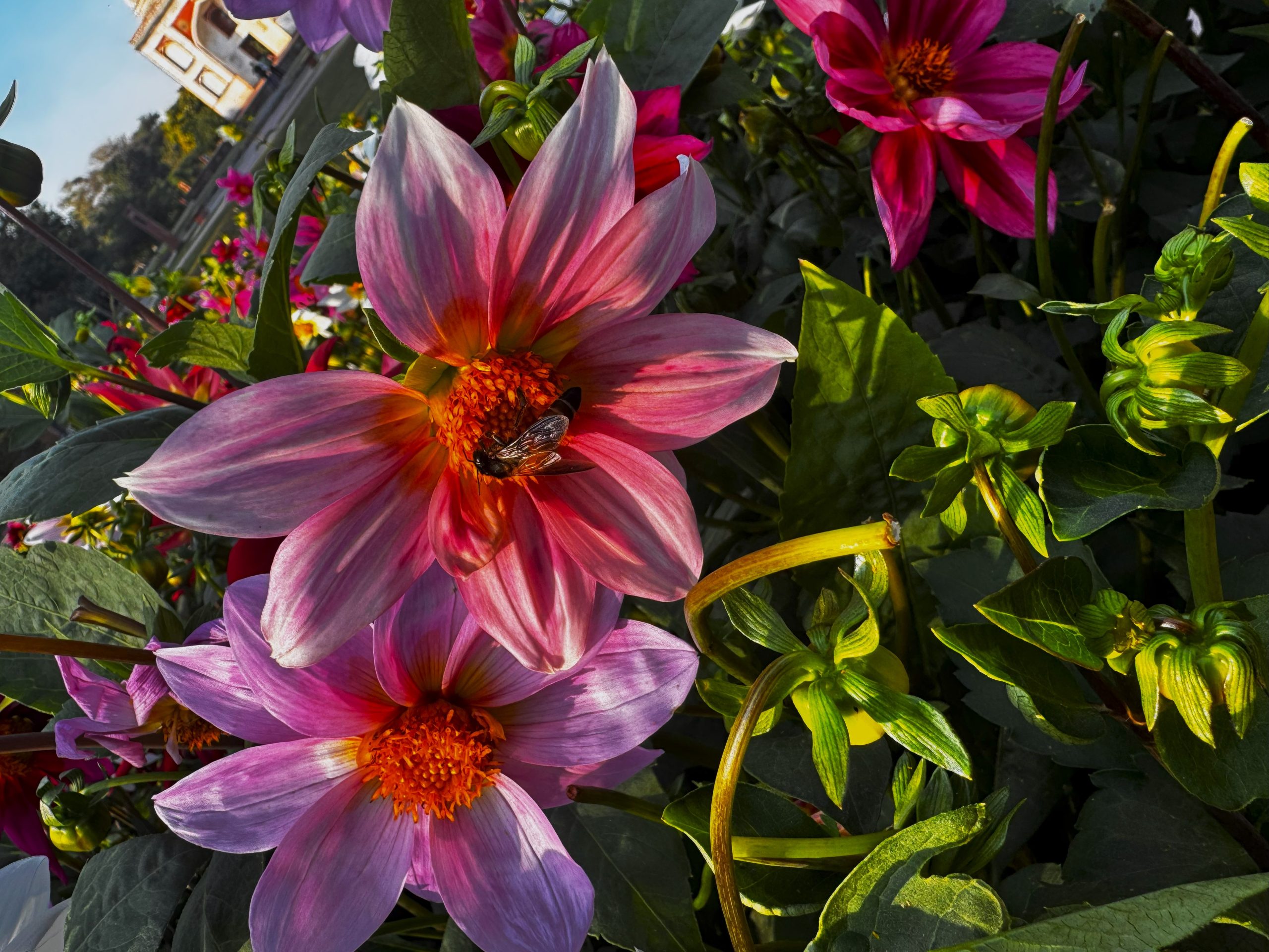 different colors of flowers